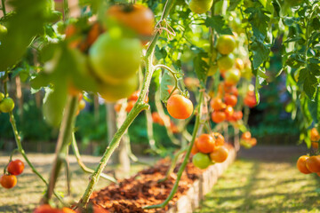 Fresh red ripe tomatoes hanging on the vine plant growing in organic garden