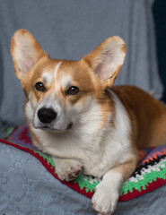 portrait of a Corgi on the sofa