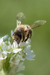 Honey bee (Apis mellifera) collects pollen from a white wildflower against green natural background.