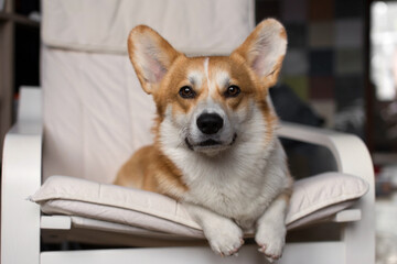 dog on the couch