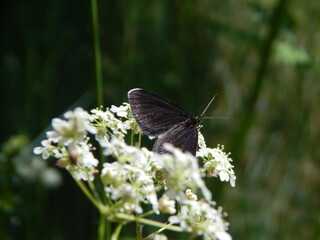 butterfly on a flower