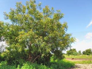 apple tree in spring