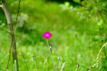 Blume