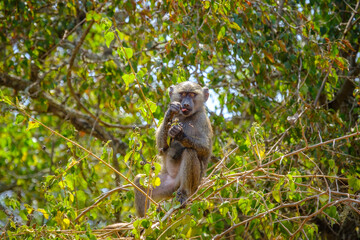 Young baboon having a snack in Akagera National Park, Rwanda