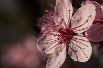 Fototapeta Wiosenny kwiat obraz