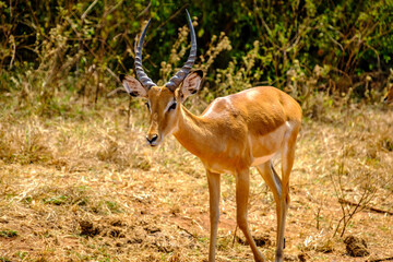 Impala in Akagera National Park, Rwanda