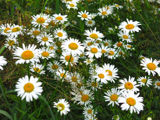 white daisies bloom in the field in summer