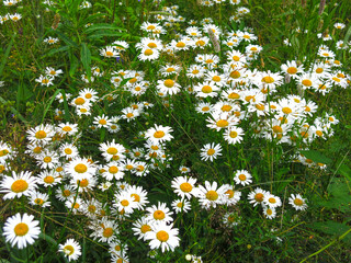 white daisies bloom in the field in summer