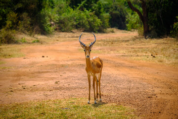 Impala in Akagera National Park, Rwanda