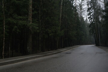 Fototapeta premium road in the woods