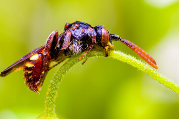 a Little bee insect on a plant in the meadow