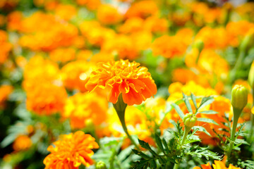 Dahlien