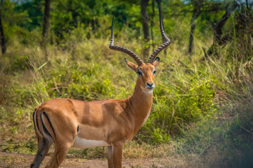 Naklejka na ściany i meble Impala in Akagera National Park, Rwanda