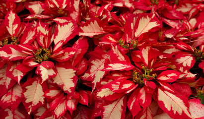 Fototapeta premium red flowers background