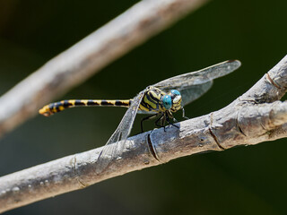 Dragonfly, Onychogomphus uncatus, perched on a branch near Bicorp, Spain
