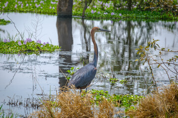 Heron in Akagera National Park, Rwanda