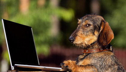 Dog, wire-haired dachshund with laptop