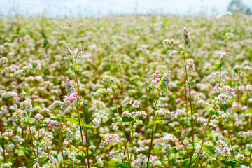 Buckwheat field. Blooming buckwheat inflorescences close-up against the blue sky. Agricultural industry.
