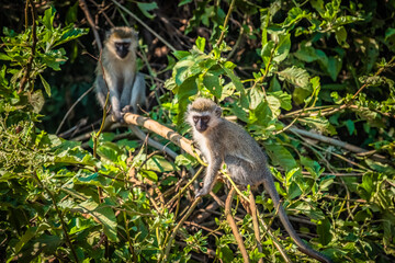 Vervet monkeys in Akagera National Park, Rwanda