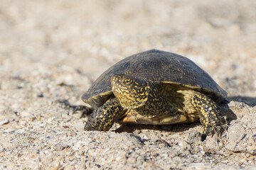 Closeup portrait of a turtle. Reptile crawling on the sand. Desert animals. Blurred background. Front view.