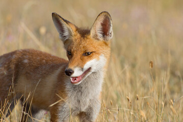 Portrait of a young fox. Fox in the steppe. Threat of rabies in wild animals.