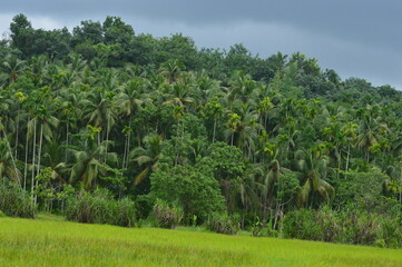 Fototapeta na wymiar Paddy field and the coconut trees green beauty of tropical village