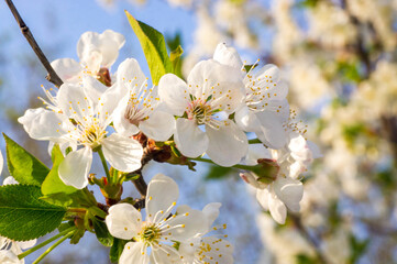 Branches of blossoming apricot macro