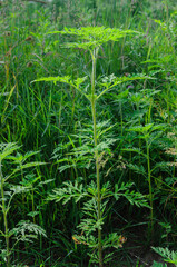 Ambrosia is a source of allergies. Blooming ragweed in nature.