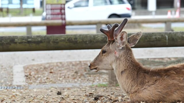A close-up of a buck lounging by a sign, photographed in Nara Park, Japan, under the declaration of a coronavirus emergency on May 13, 2020
