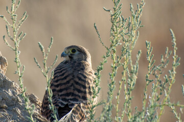 A bird of prey a falcon sits over a cliff face.