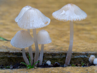 Delicate and fragile Parasola auricoma fungi growing between paving stones.