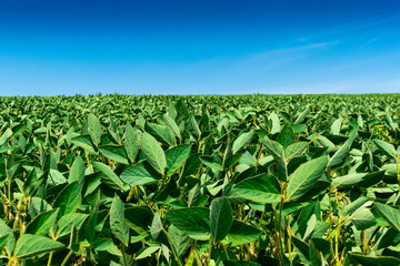 Soybean field in summer