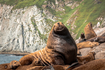 sea lion on a rock