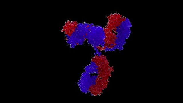 Antibody roating 360&deg;