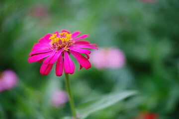 Obraz premium pink cosmos flower