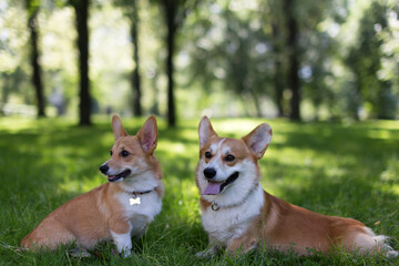 dog and puppy in the grass