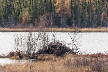 ビーバーのダムBeaver Dam in Buffalo National Park, Canada © norikko