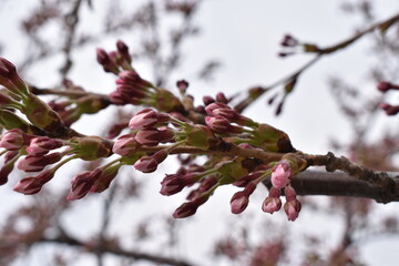 The symbol of the summer to come through the cherry blossoms in Sapporo Japan