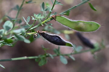 The family beans in the wind Sapporo Japan