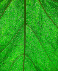 Fresh green leaf texture macro close-up