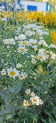 Obraz premium field of daisies