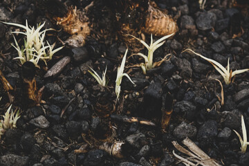 A plant in the ground