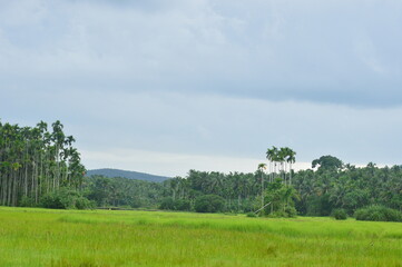 Paddy field and the coconut trees green beauty of tropical village