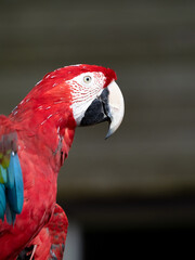 ベニコンゴウインコ