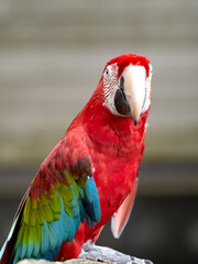 ベニコンゴウインコ