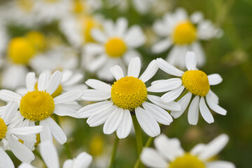 Chamomile. Chamomile field in bloom, Chamomile flowers on a meadow close -up