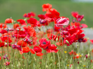 Naklejka premium Red poppies bloom on a green field. Summer day