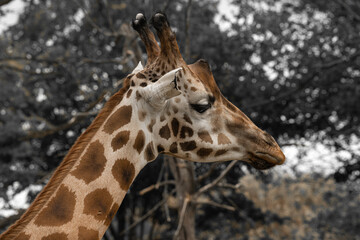 Girafe