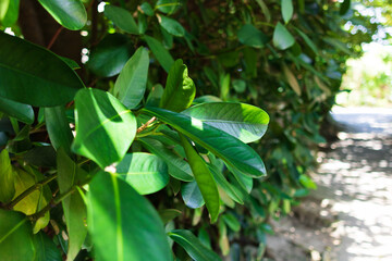 備瀬のフクギ並木