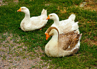Three geese are sitting on the green grass. Poultry.